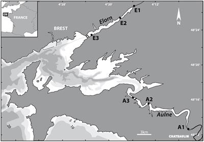Benthic contribution to seasonal silica budgets in two macrotidal estuaries in North-Western France